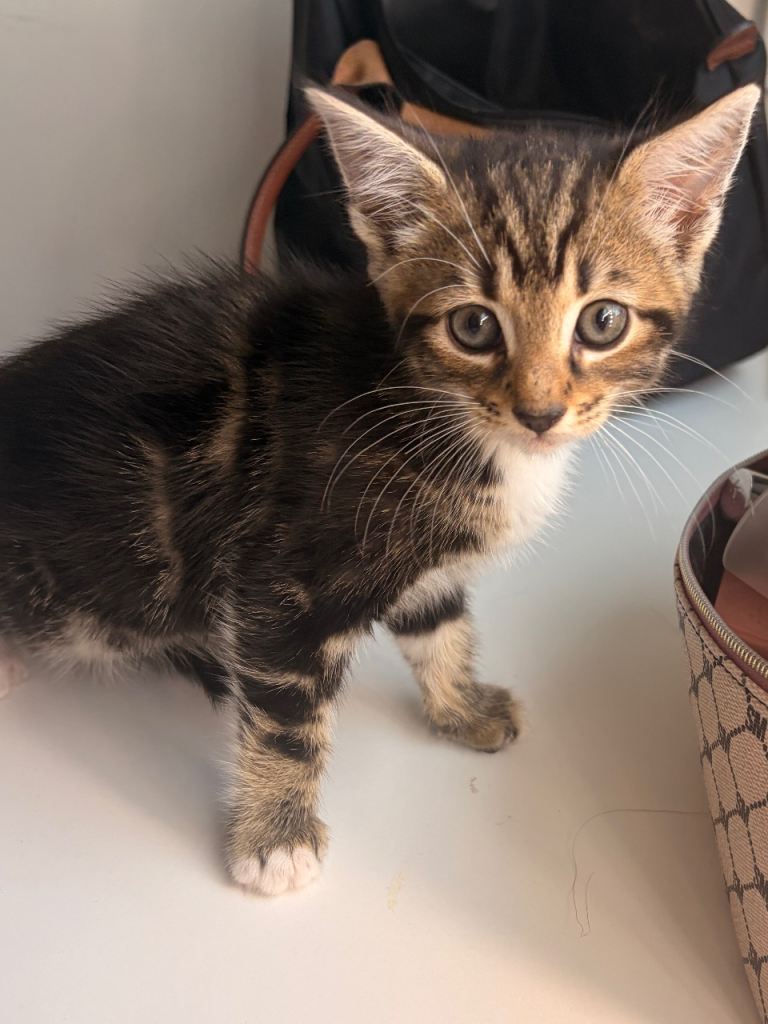 Kitten for sale