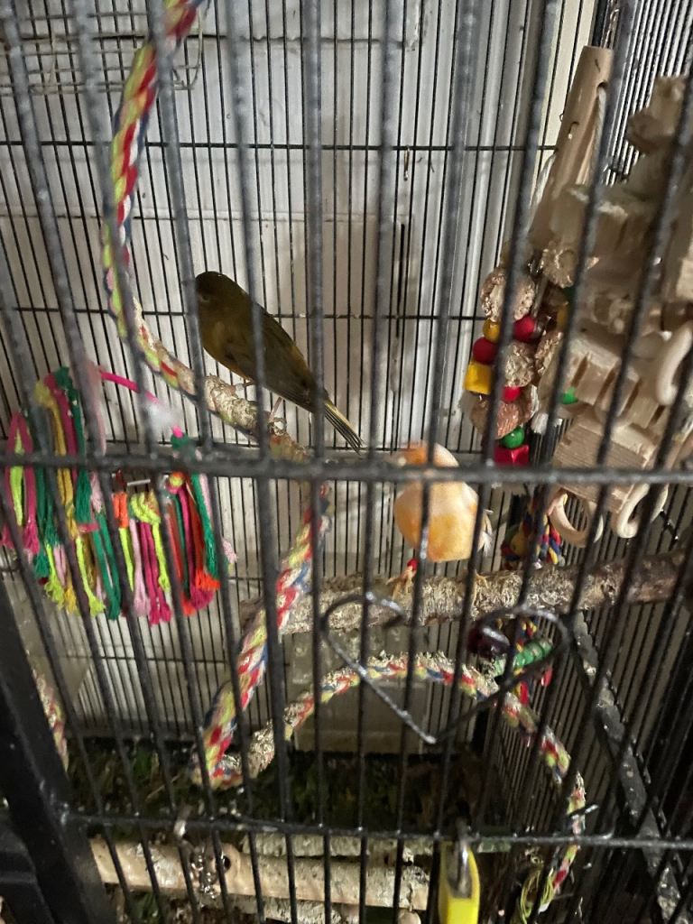 Lovebirds and canaries for sake