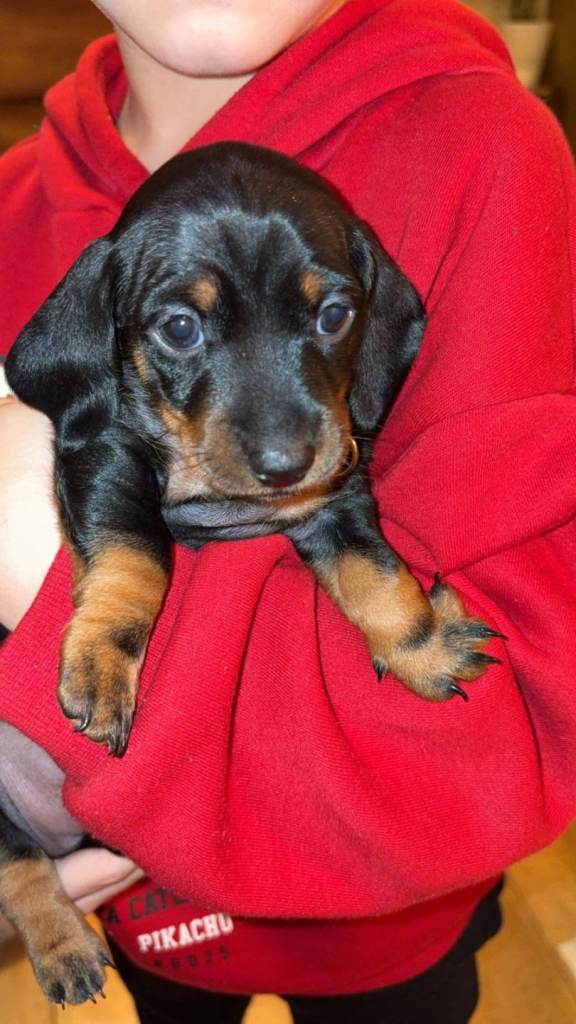 Miniature Dachshund Puppies ♥️