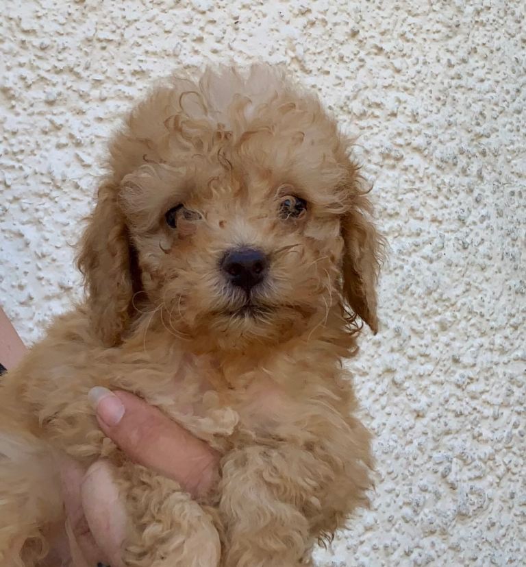 Cockapoo puppies DNA/BVA TESTED 