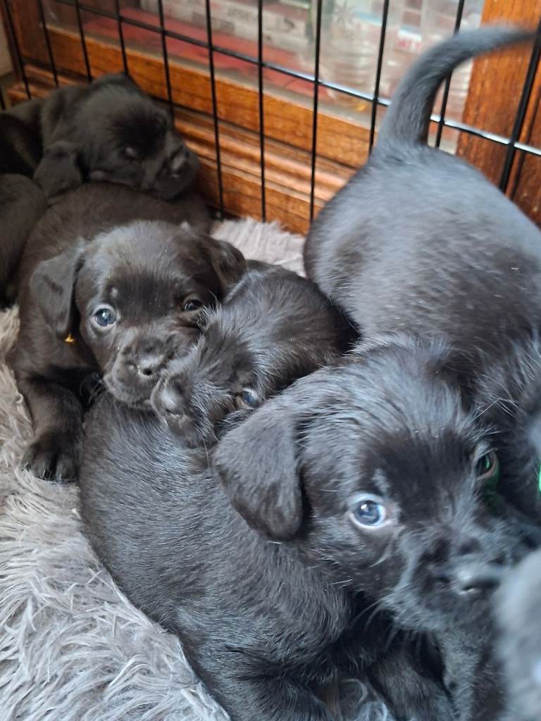 Miniature poodle cross frech bulldog puppies 