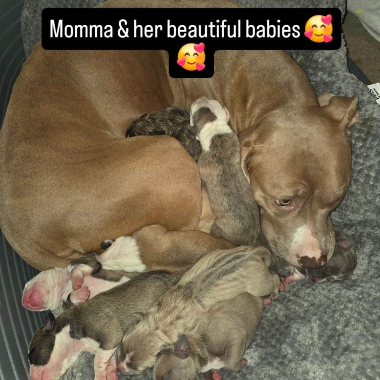 Cane corso x staffy pups