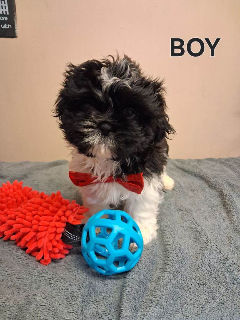 Shih Tzu puppies 