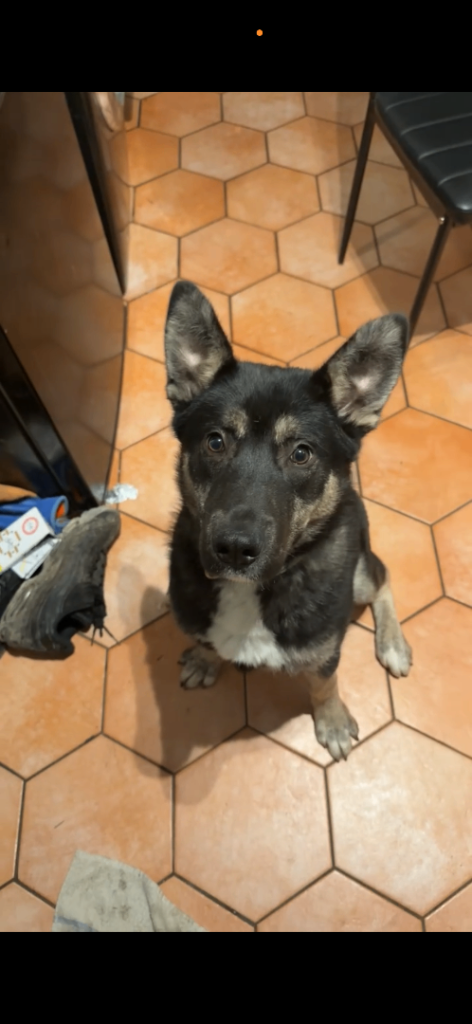 5 month old husky cross Loki 💙