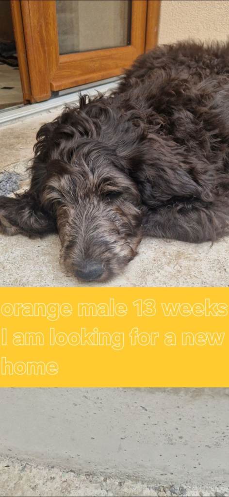 F1B Rare black Goldendoodle puppies (10) in North Wales- Llandudno