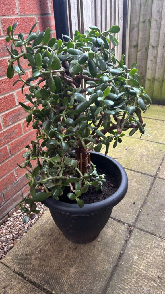 Large Jade Money Tree 