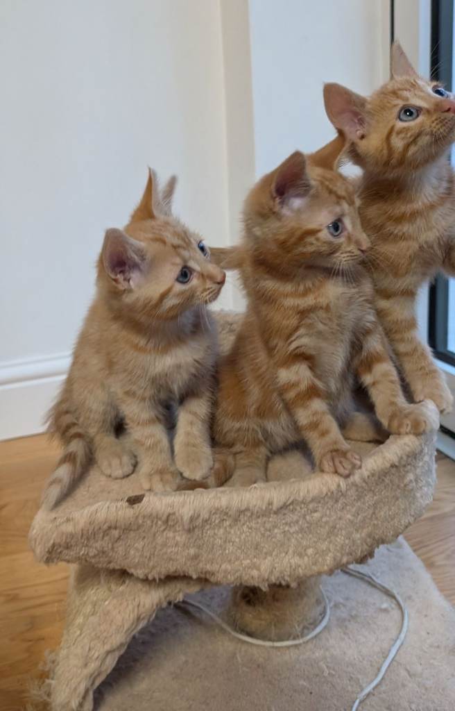 Adorable ginger and tortoiseshell kittens