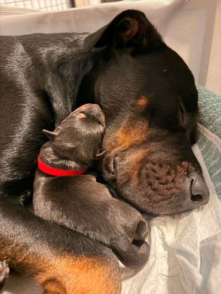 American Bull × Labrador × Rottweiler × German Shepherd 