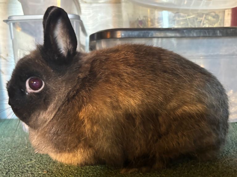 Netherland Dwarf doe