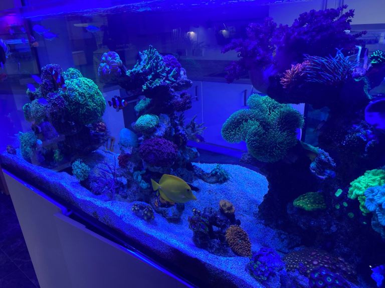 Aquarium holiday help & servicing – Edinburgh / Glasgow & surrounding areas Reef/coral/fish 😅🐠