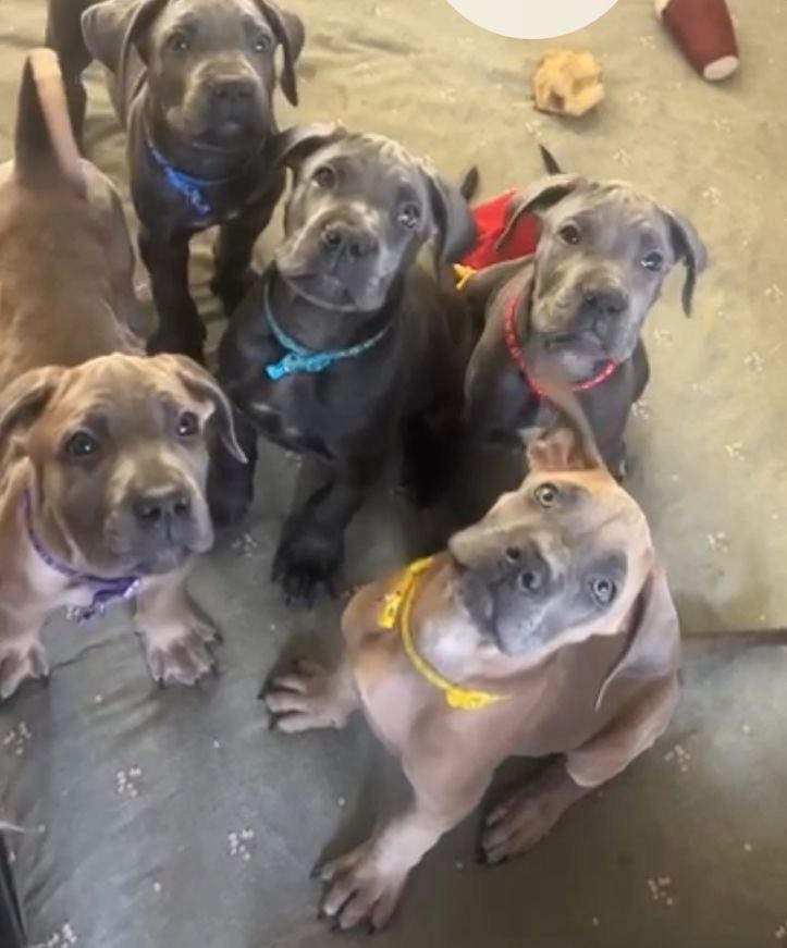 Cane Corso Puppies 