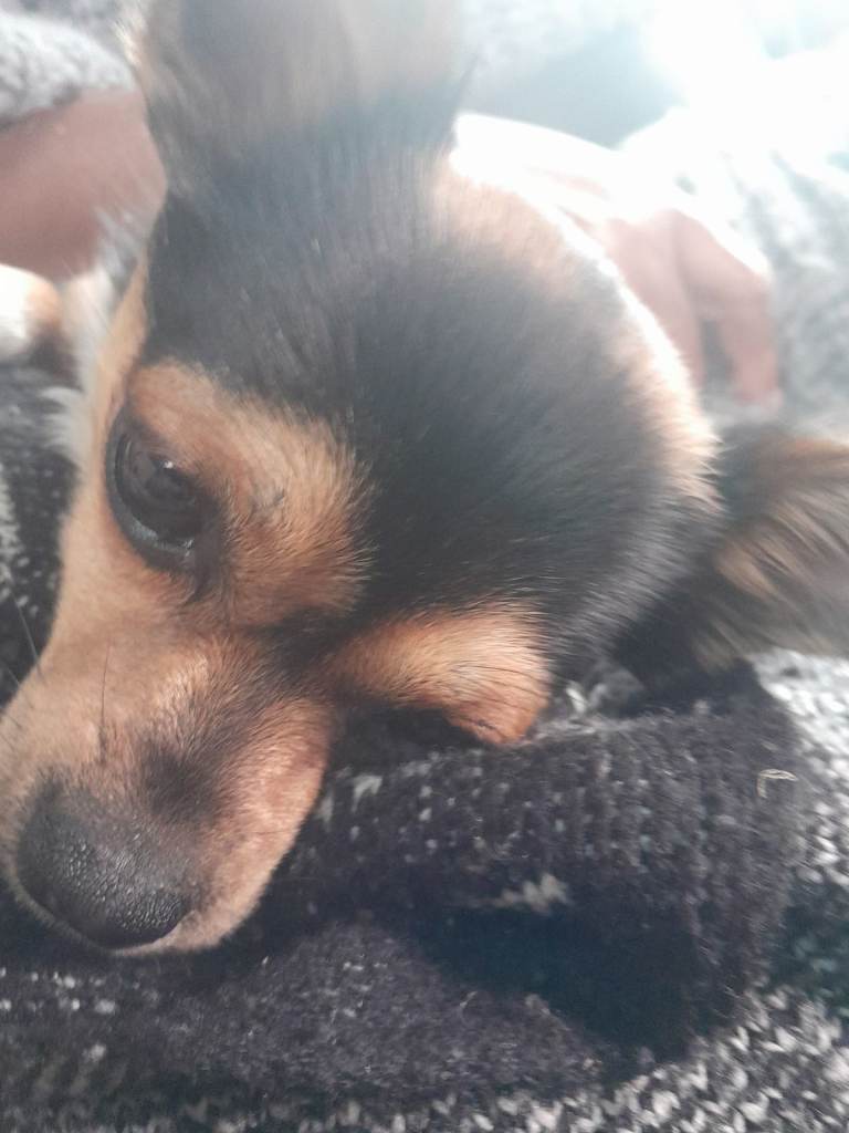 Chorkie for sale