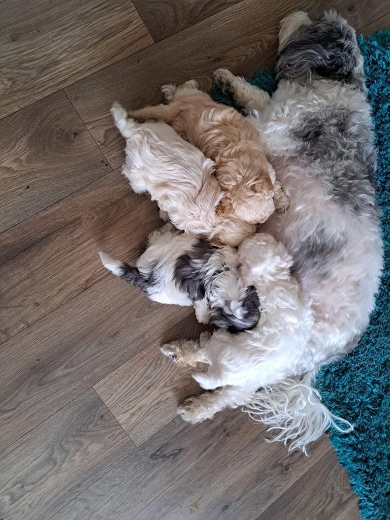 Maltipoo puppies