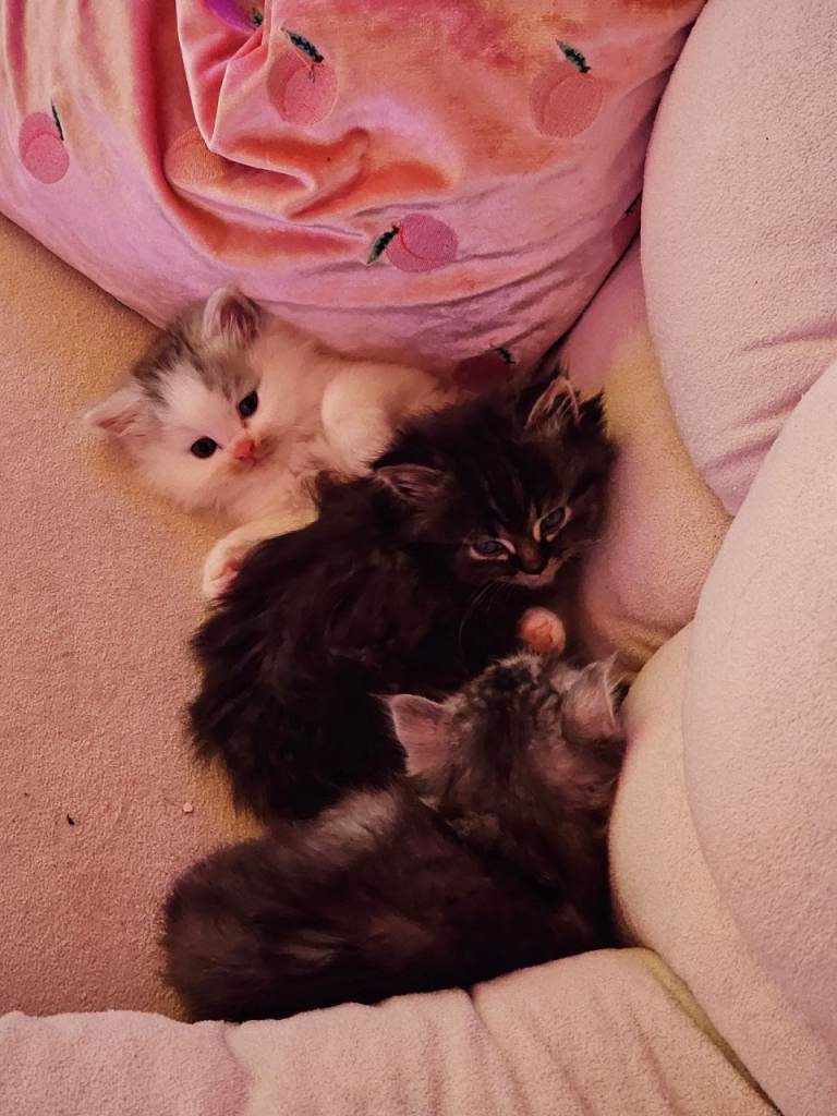 Pretty Persian cross kittens