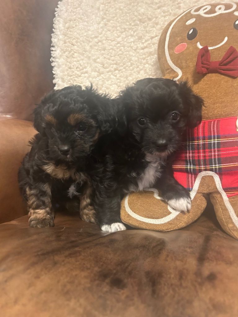 Chipoo puppy’s for sale 