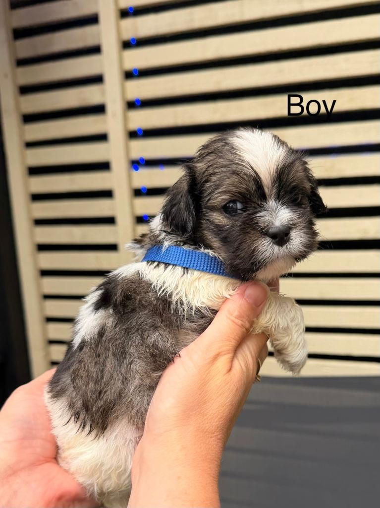 Lhasa Apso puppies for sale. 