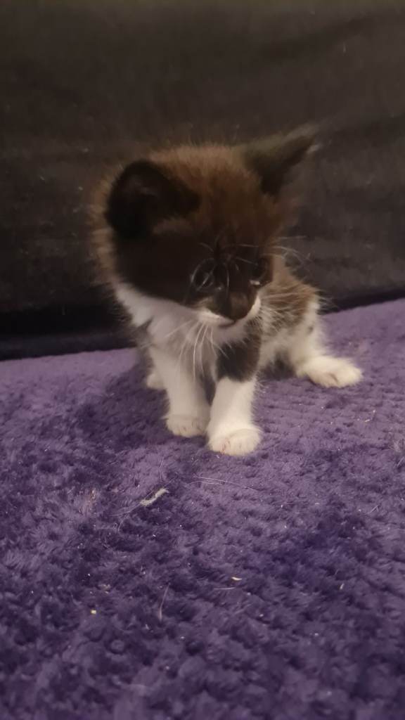 Kittens for sale