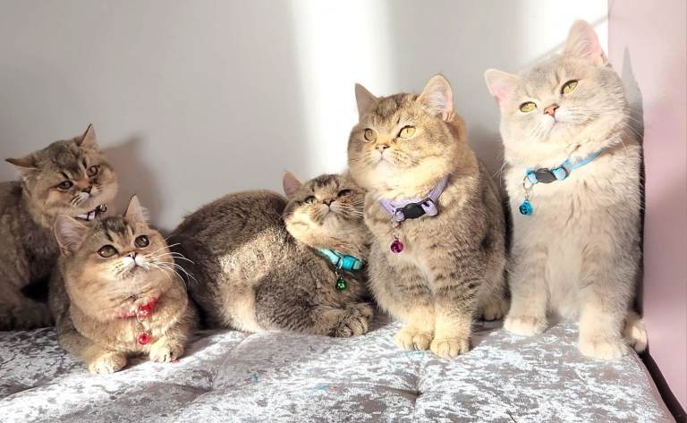 Gorgeous British Shorthair Kittens