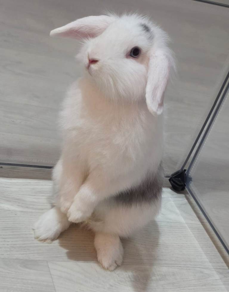 Female lionhead/lop bunnys (not neutered)