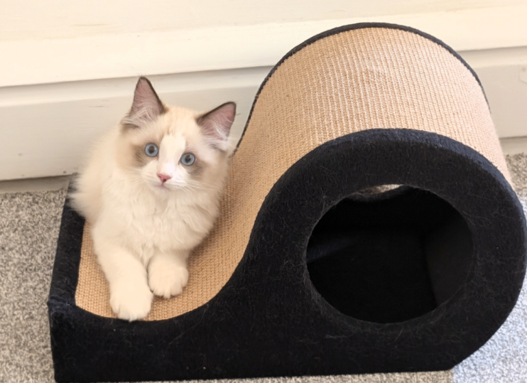 Gorgeous Ragdoll Kitten - Lucky