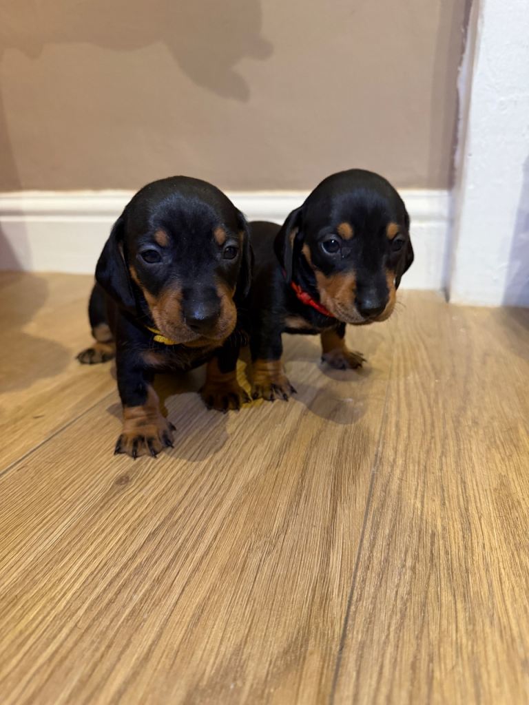 2 beautiful boy Dachshunds