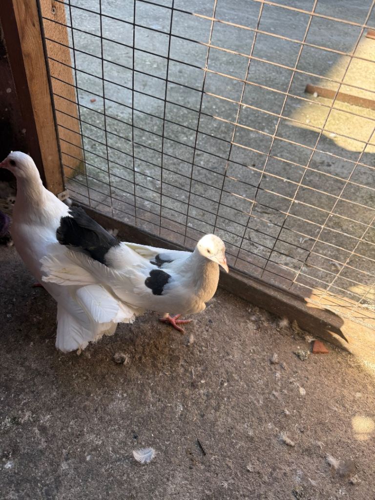 Fantail Pigeons For Sale