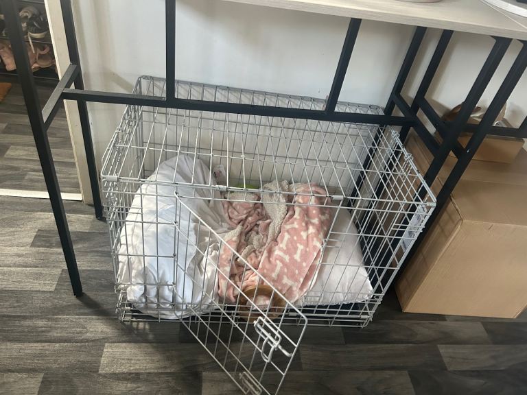 dog crate 