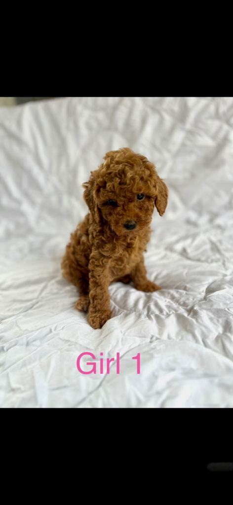 Rare red Cavapoos 