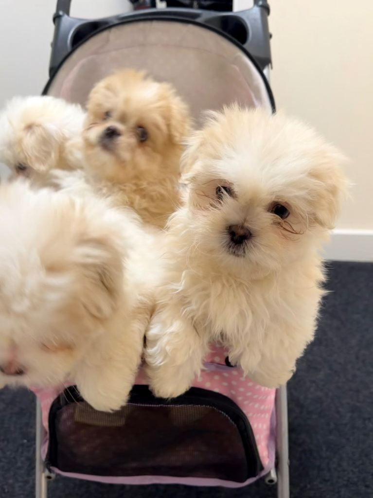 🐾Adorable Shih Tzu Puppies🐾