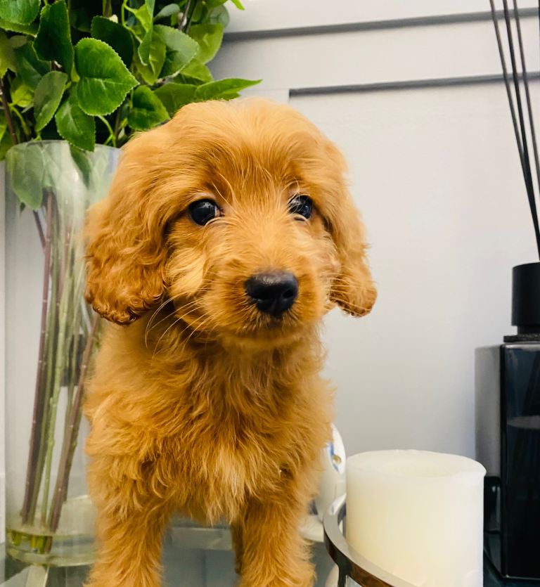 F1B Cockapoo Puppies