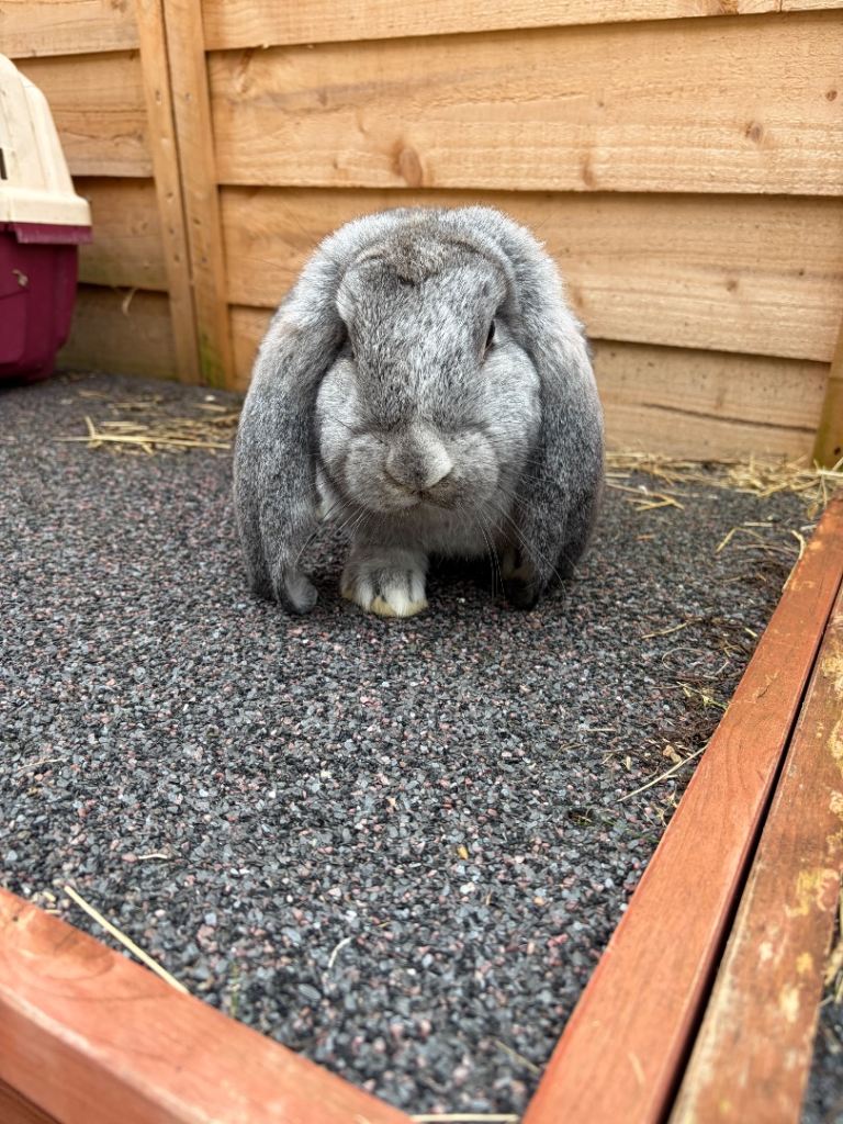 Stunning pedigree French lop 