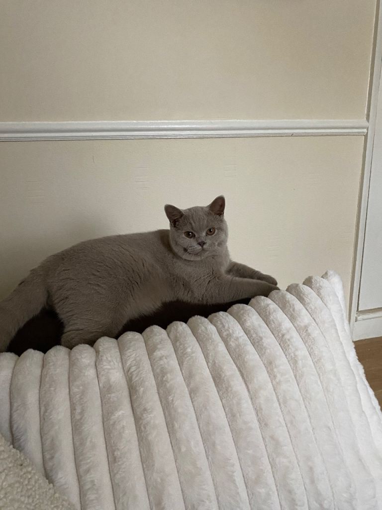 Beautiful lilac male Bsh 