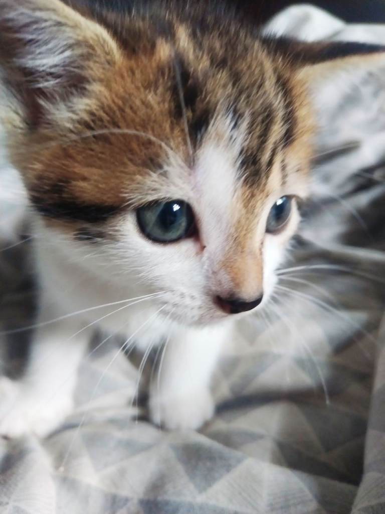 Kittens 