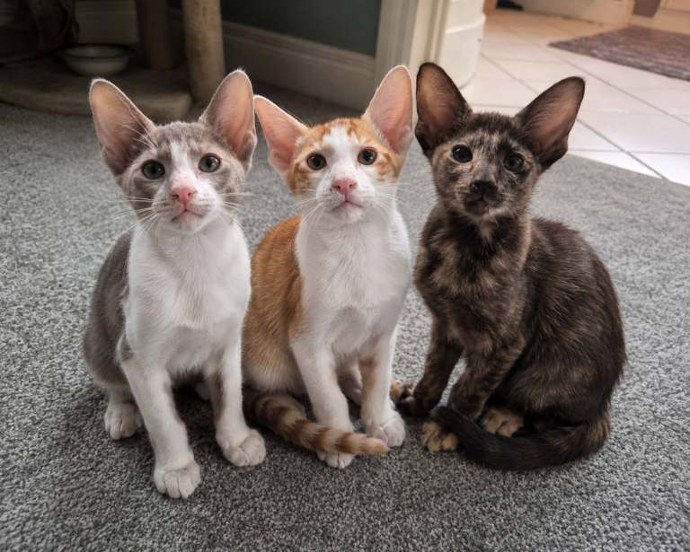 Pedigree Oriental kittens