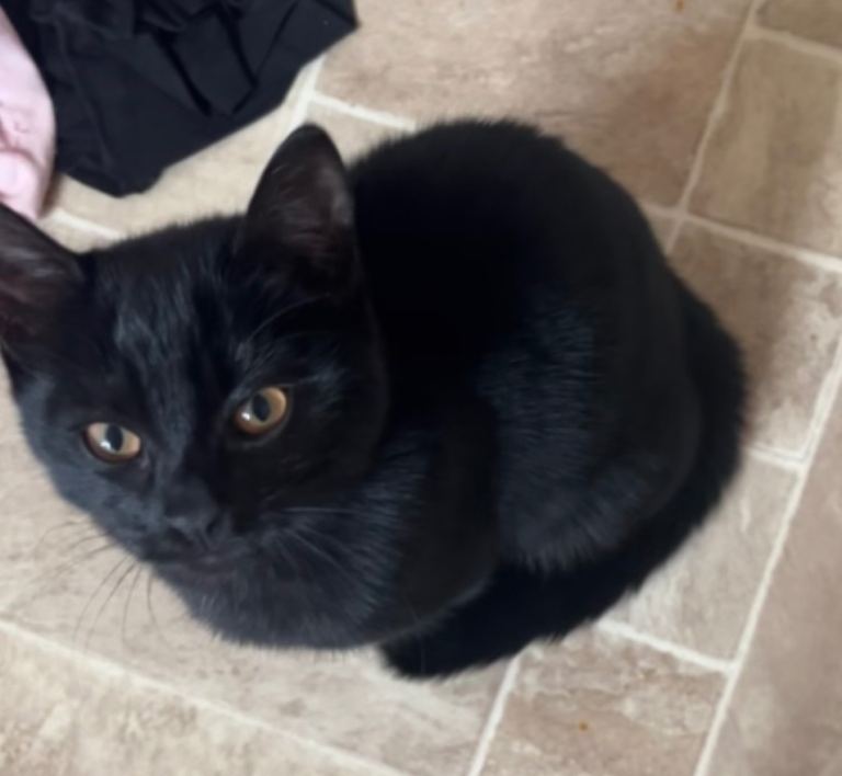 1 half british shorthair cat 