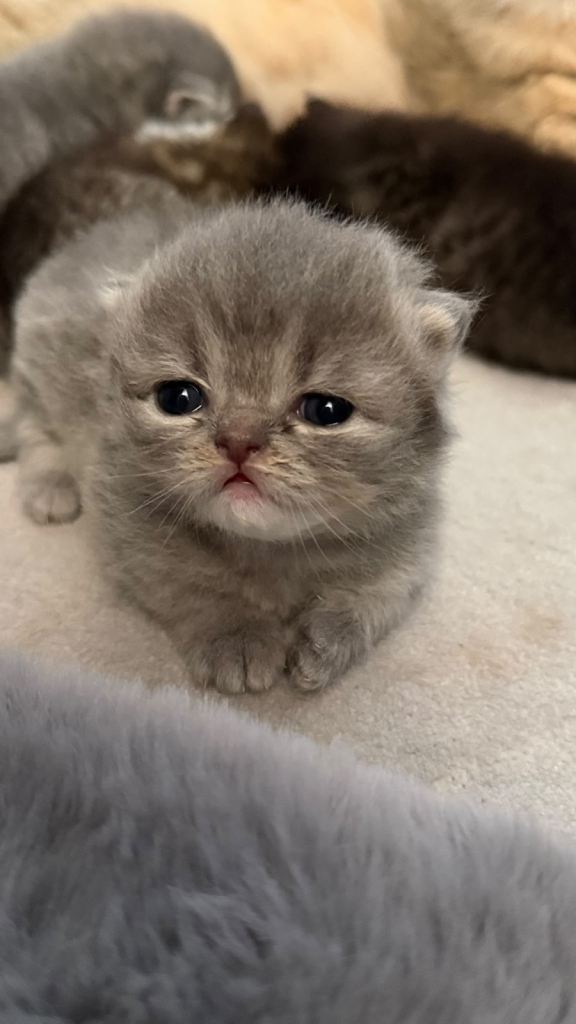 🐾 Beautiful Persian Kittens Looking for Loving Homes 🐾