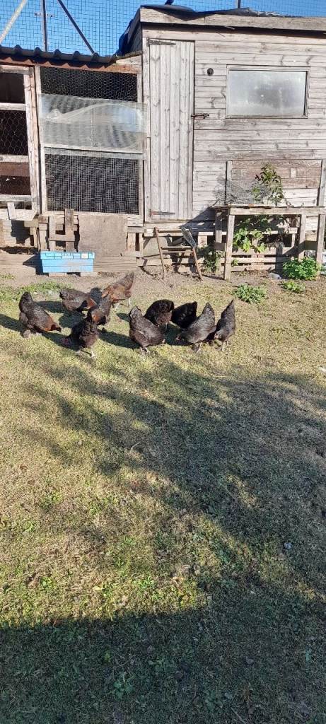 8 copperhead marans ,