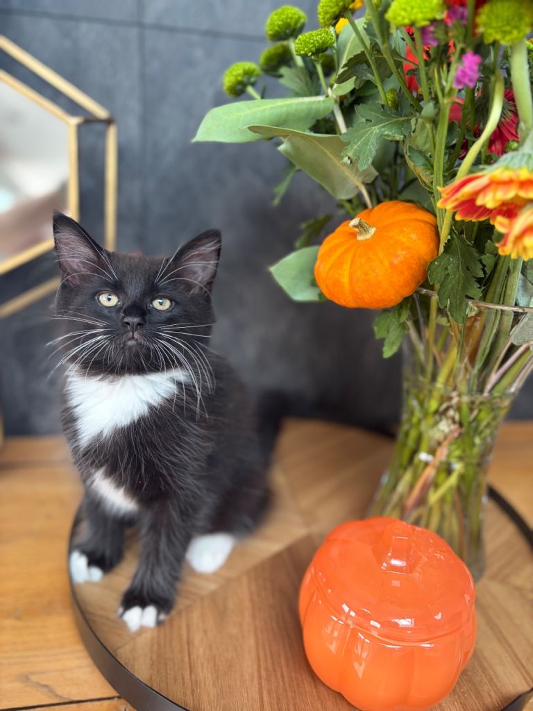 Black and white male kitten