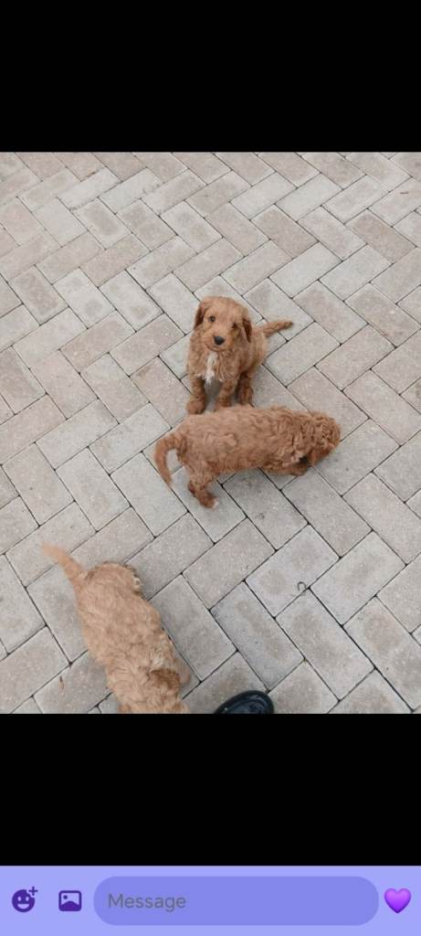 Cockapoo s all males 