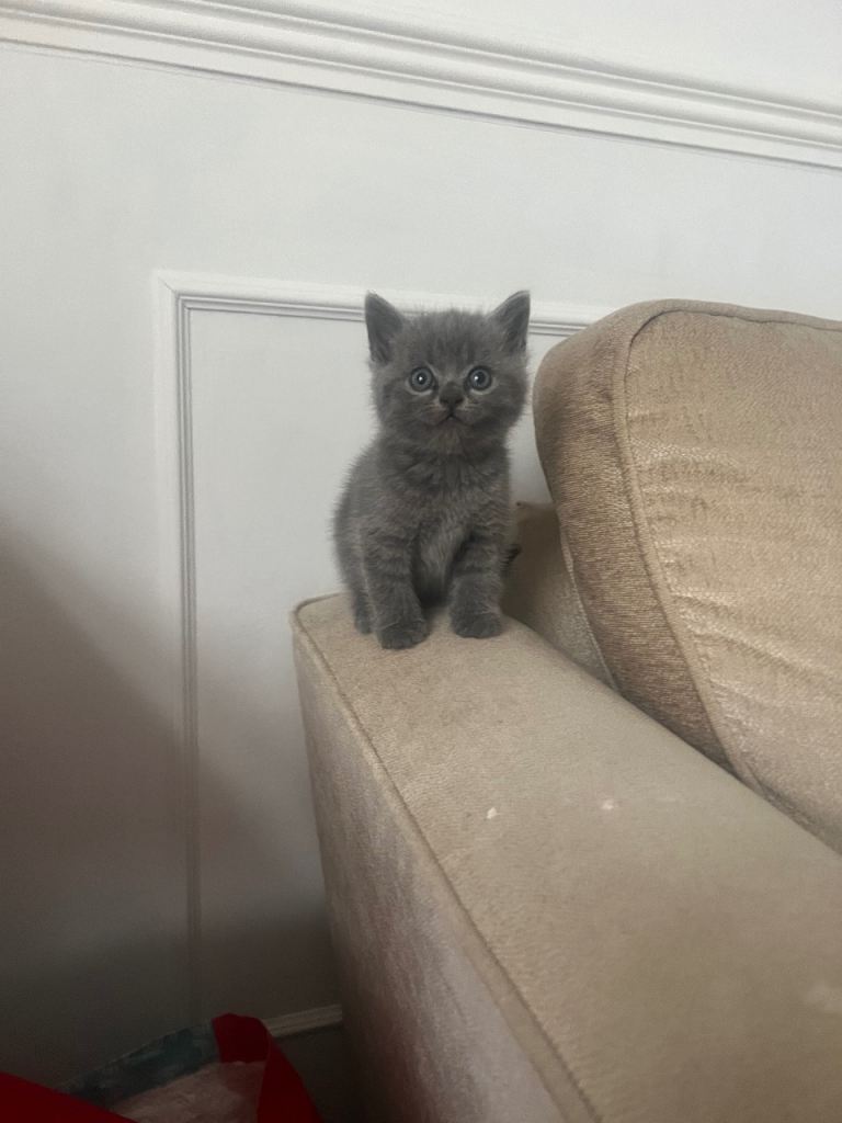 Half British short hair kittens 