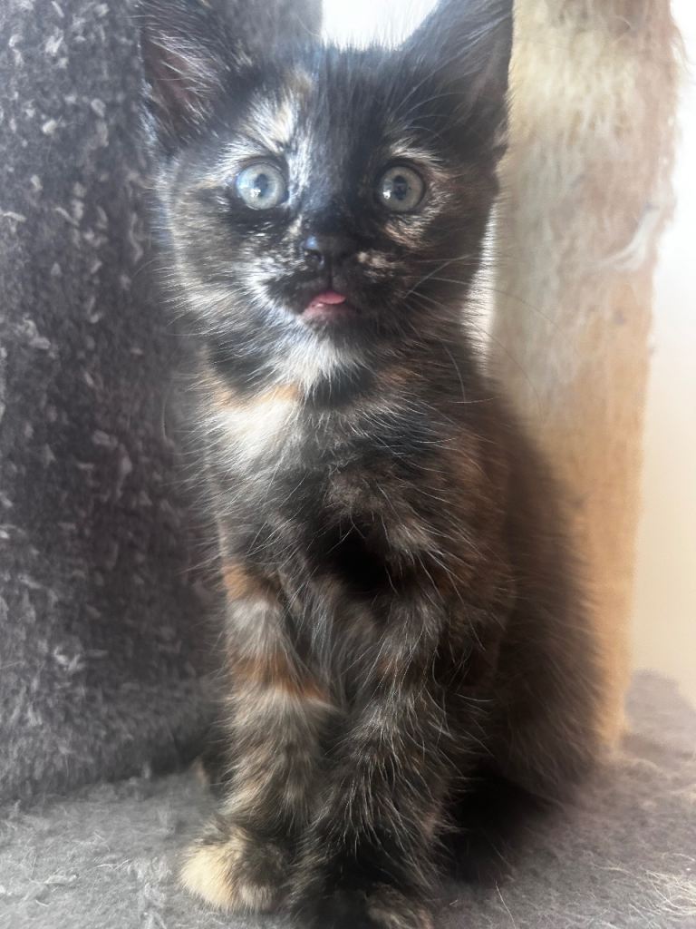 Kittens 