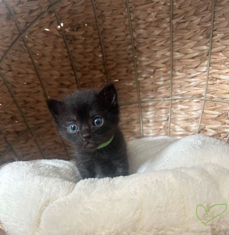 Kittens for sale 