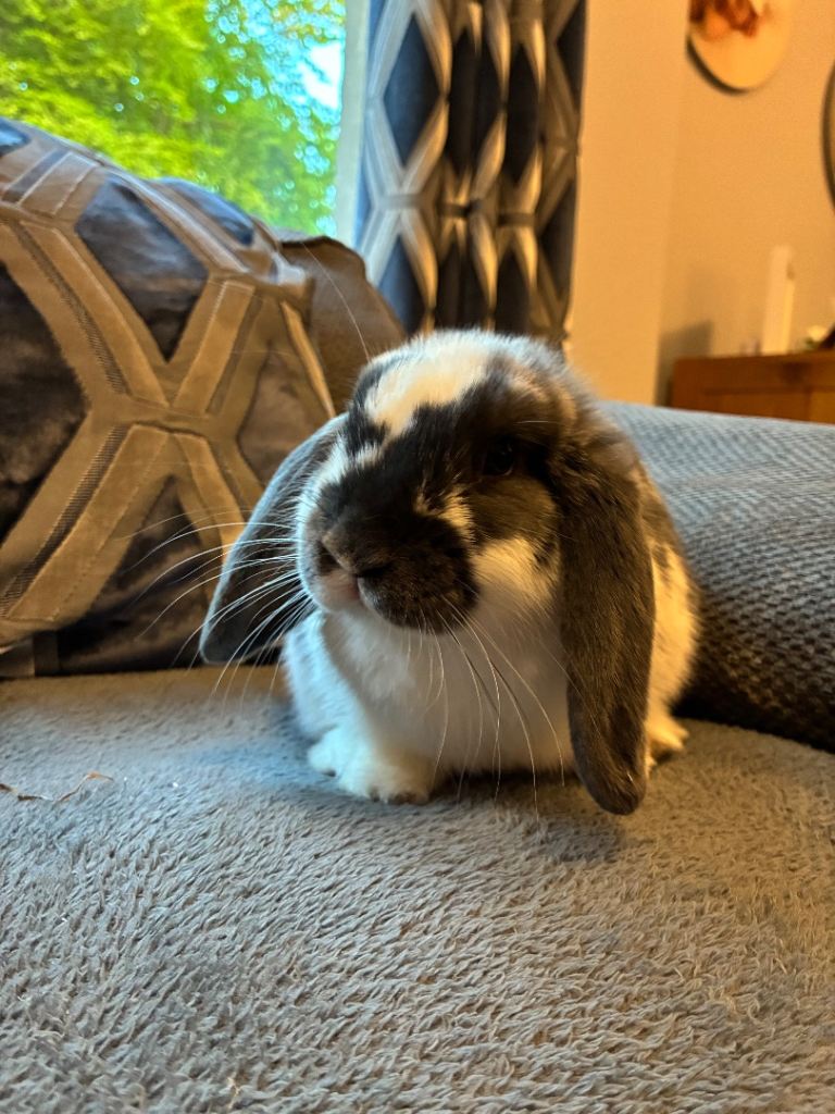 Lop rabbit