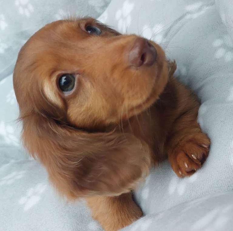Miniature Long Hair Dachshund 