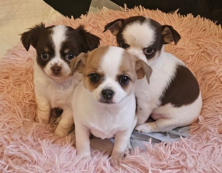 Adorable Chihuahua Puppies Puppy