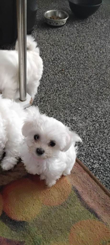 Puppies for sále 