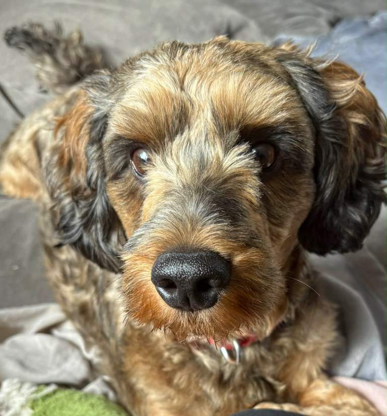 2 Years 9 month Cockapoo. 