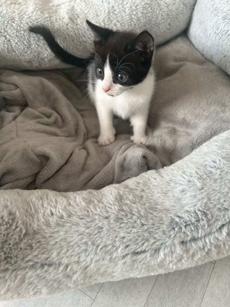 9 weeks old kitten