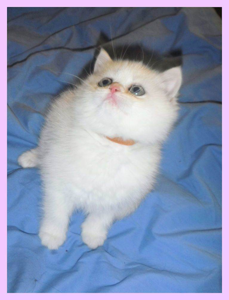READY W/END 13/14TH Black & Golden Tipped BSH F