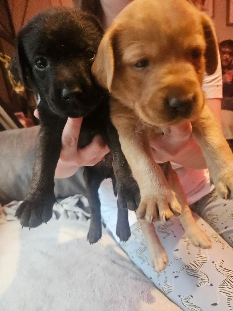  Labrador puppies 3 Black and 2 golden